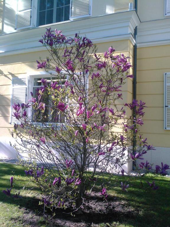 Chateau Visz Bagian luar foto